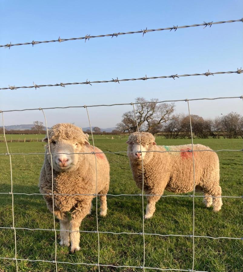 Rhuddlan Abbey Farm Luxury Glamping酒店 外观 照片