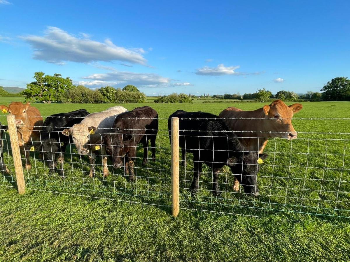 Rhuddlan Abbey Farm Luxury Glamping酒店 外观 照片