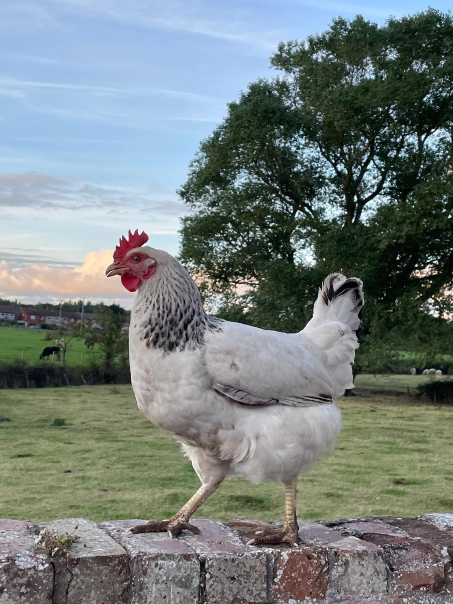 Rhuddlan Abbey Farm Luxury Glamping酒店 外观 照片