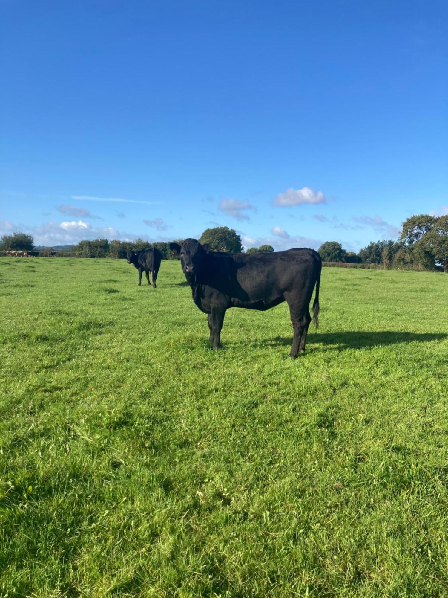 Rhuddlan Abbey Farm Luxury Glamping酒店 外观 照片