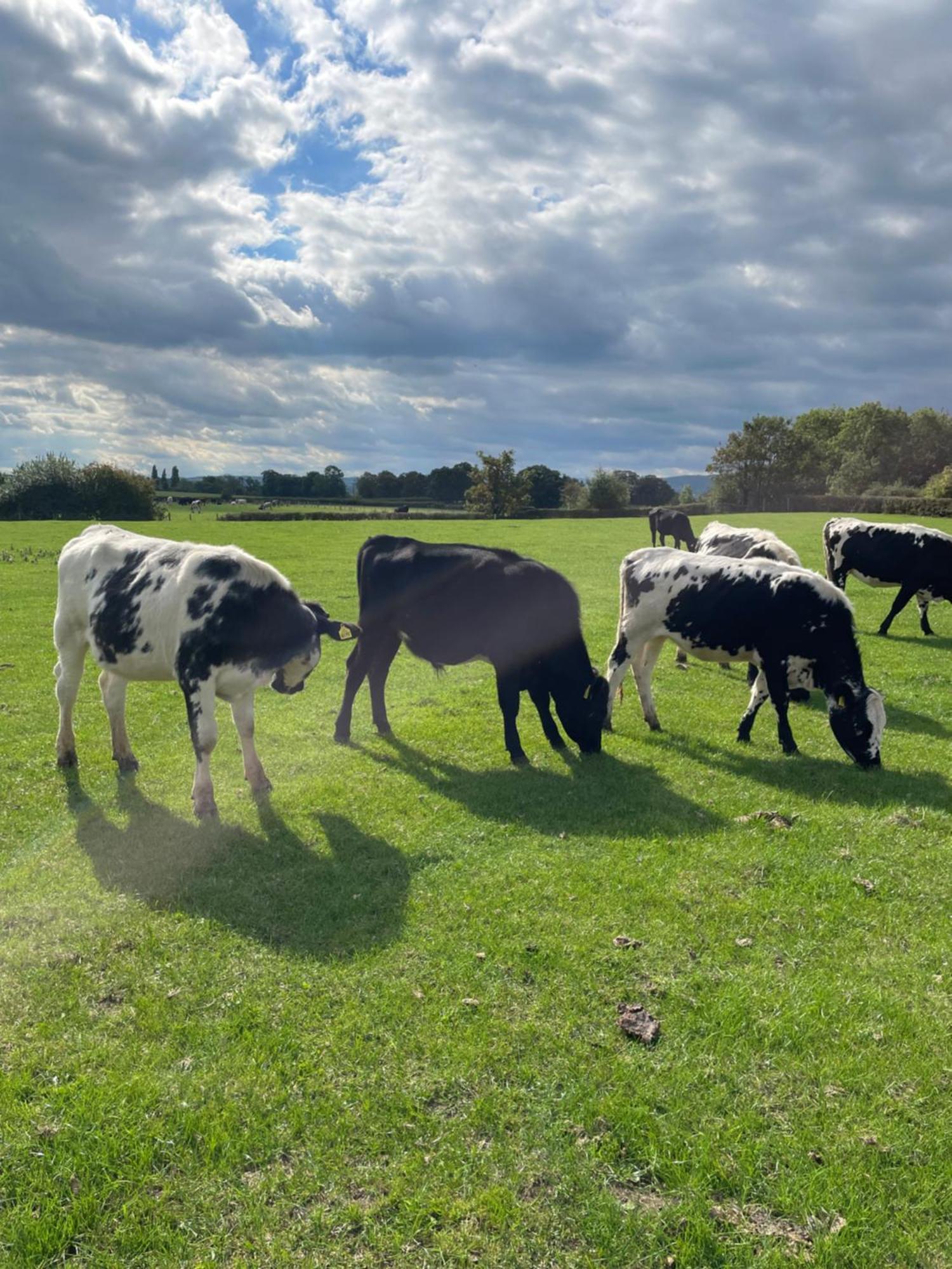 Rhuddlan Abbey Farm Luxury Glamping酒店 外观 照片